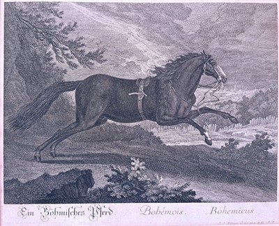 ,,český kůň,, rytina cca 1750 Ridinger