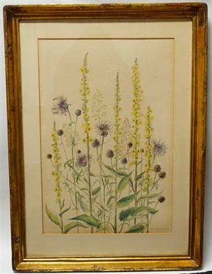 Studie lučních květin Ludvika SMRČKOVÁ kombinovaná technika