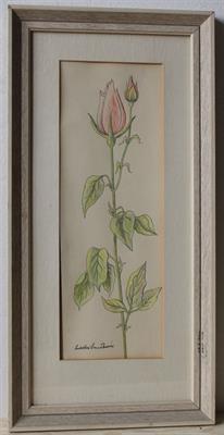 Ludvika Smrčková - Růže