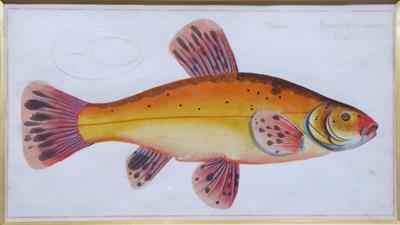 Marcus Elieser Bloch - Cyprinus Tinta Auratus, Lín