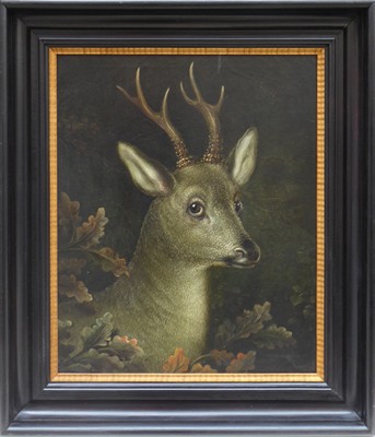 Hlava srnce s parožím - šesterák, křižák