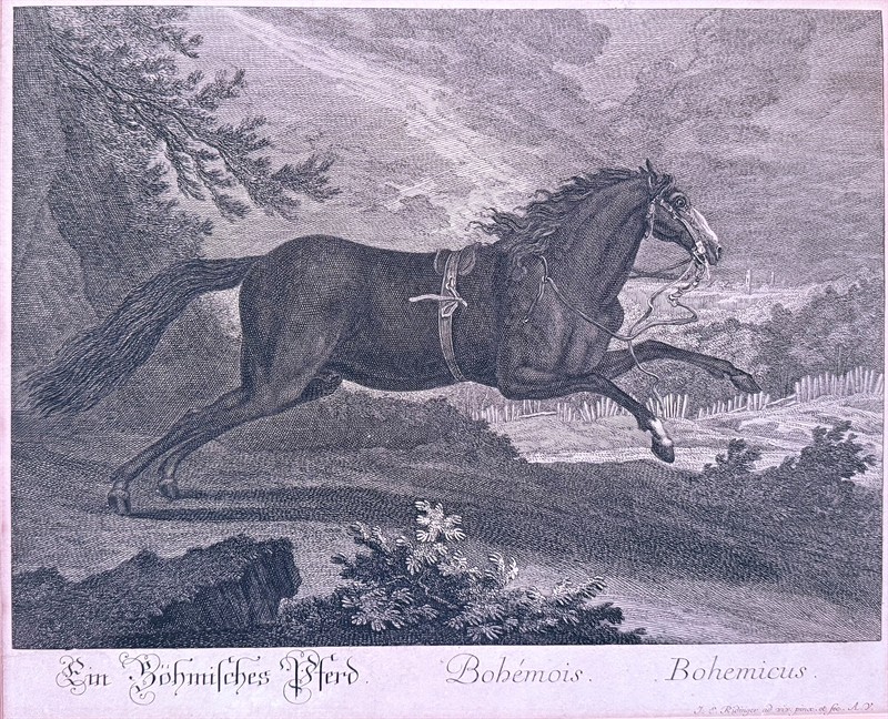 ,,český kůň,, rytina cca 1750 Ridinger