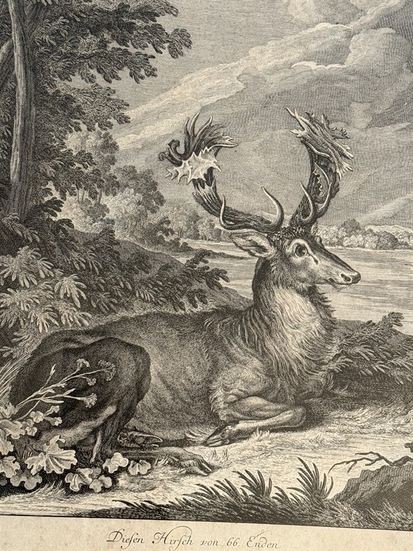 Jelen 66-terák střelený králem, Ridinger