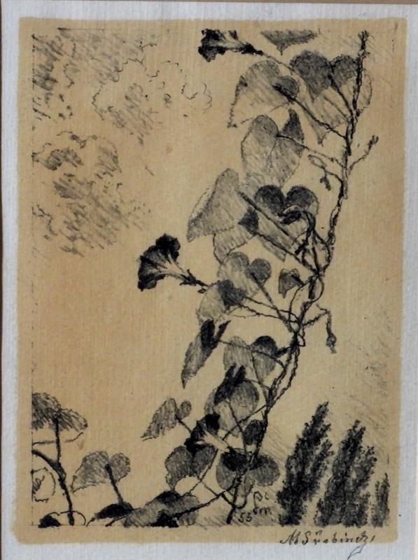 Švabinský Max: Svlačec.