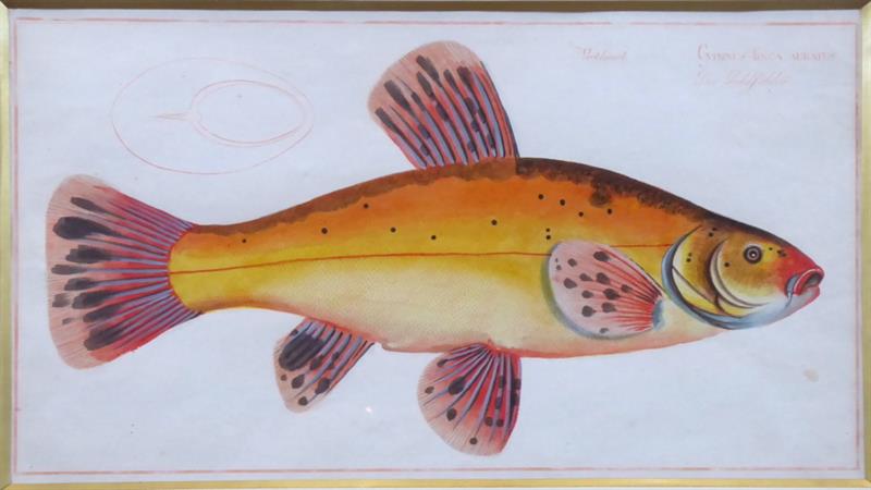 Marcus Elieser Bloch - Cyprinus Tinta Auratus, Lín