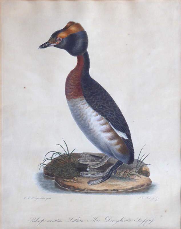 Johann Carl Bock - Potápka